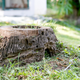 Image for article titled How to Kill an Old Tree Stump in Your Yard
